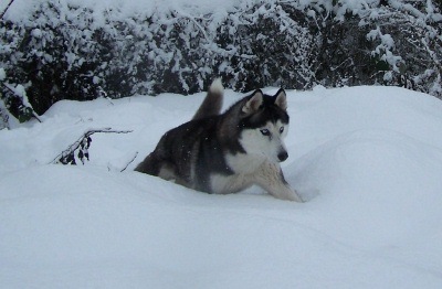 A little too much snow?  December 2008