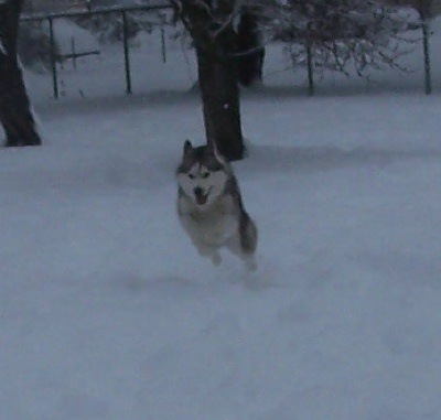 Flying, winter 2008