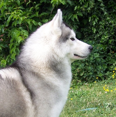 Rock is two! Pictured on his 2nd birthday.