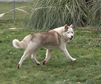 Strutting his stuff at 8 years old.