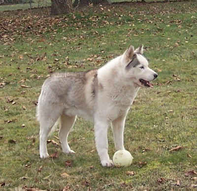 With his favorite toy.