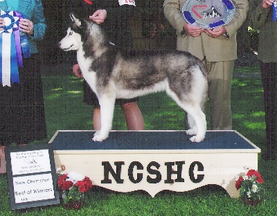 NEW CH!! 5 pt mjr going BOW at the NCSHC show.  Thanks to Dave Craig for your help handling in the breed ring!