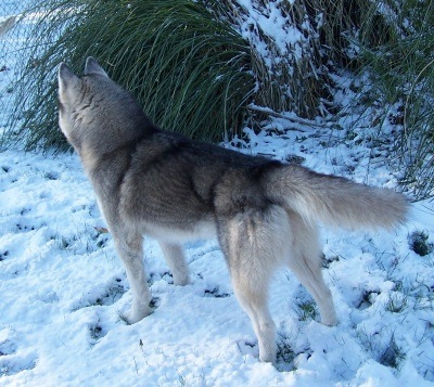 12/2010 "I see a squirrel!"