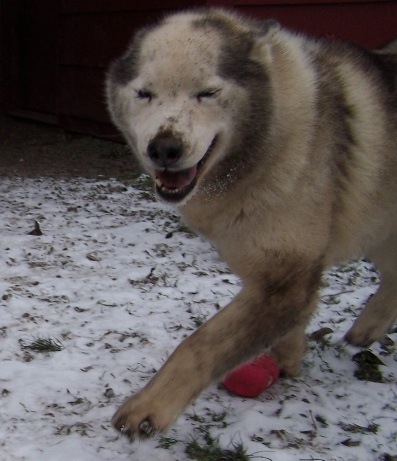 Hunting for moles in the snow....a good thing