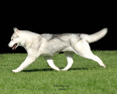 At Siberian Husky Club Of America National Specialty 2007.  Photo by Rhonda Mckinney Elite-Image.