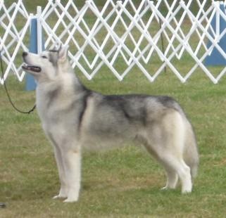 Naked Rock @ the dog show, Thanks for the photos Jamesa!