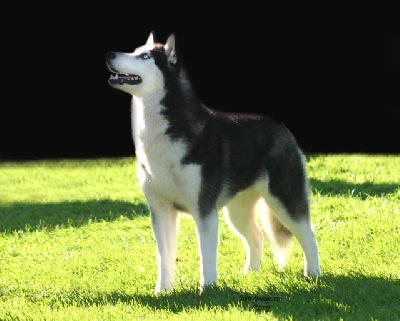 At the 2007 Siberian Husky Club Of America Specialty Olive made the final cut in a large open bitch class.  Photo taken by Rhonda Mckinny, Elite-Image