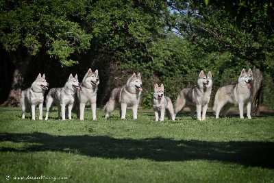 Gracie,Elle,IC,Twinkle,Jovi,Noah,Flakes.  All of the dogs currently being shown with the "Poku" kennel name go back to Twinkle. 